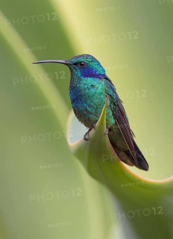 Green Violetear Hummingbird (Colibri thalassinus) - San Gerrardo de Dota, Costa Rica