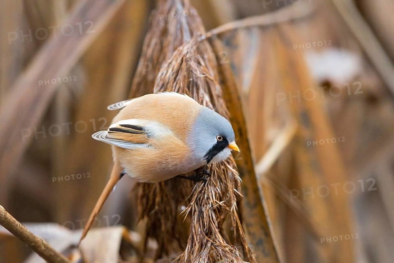 Bearded Reedling (Panurus biarmicus) male perched on reeds, Baden-Wuerttemberg, Germany