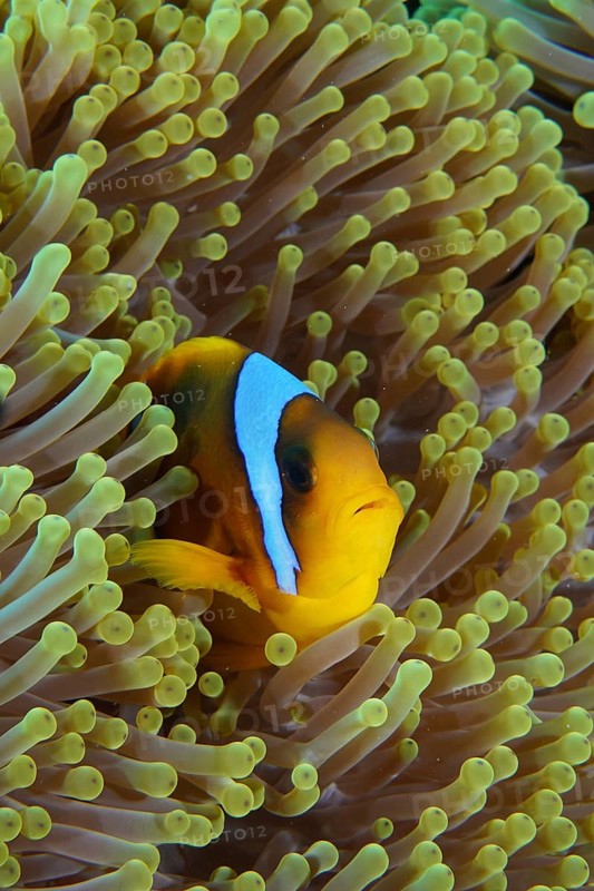 Red sea anemonefish (Amphiprion bicinctus)