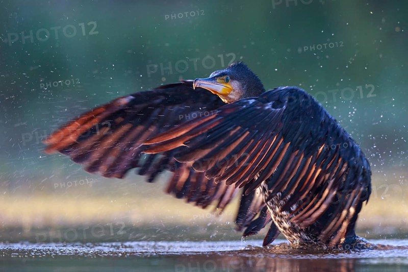 Great Cormorant (Phalacrocorax carbo) taking flight, North Rhine-Westphalia, Germany