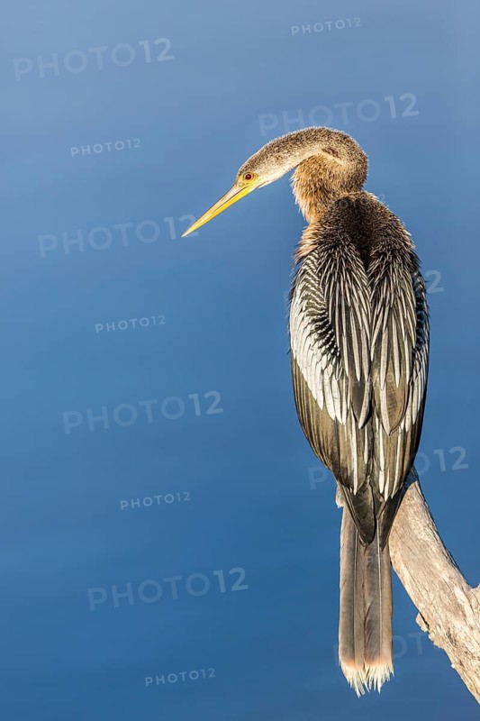 Anhinga (Anhinga anhinga) perched on a branch, Florida, USA