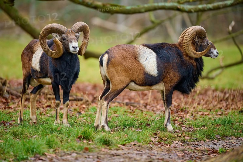 Two rams with impressive horns standing in autumn forest, mouflon (Ovis aries musimon), Hesse, Germany
