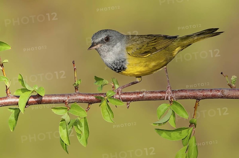 Mourning Warbler (Geothlypis philadelphia) male, Texas, USA