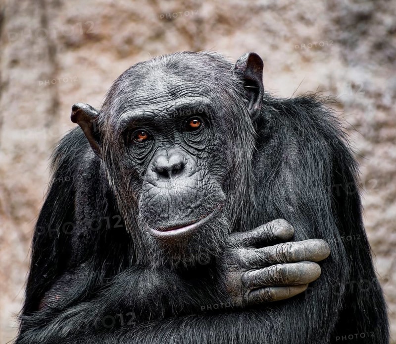 Animal portrait Western chimpanzee (Pan troglodytes verus), primate, ape, endangered species, captive, monkey, wildlife photography, occurrence western Africa