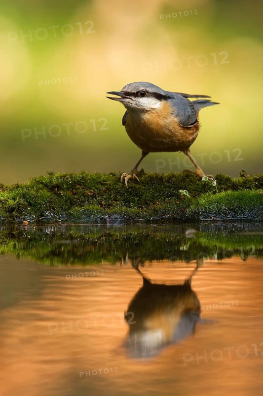 Eurasian Nuthatch (Sitta europaea), Utrecht, Netherlands