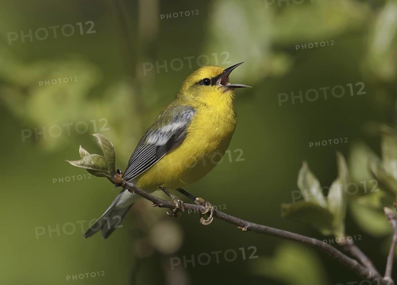 Blue-winged Warbler (Vermivora cyanoptera) singing, Ohio, USA