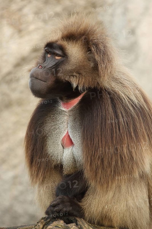 Male (Theropithecus gelada) jelada, captive