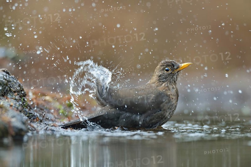 Common Blackbird (Turdus merula) female bathing, Netherlands
