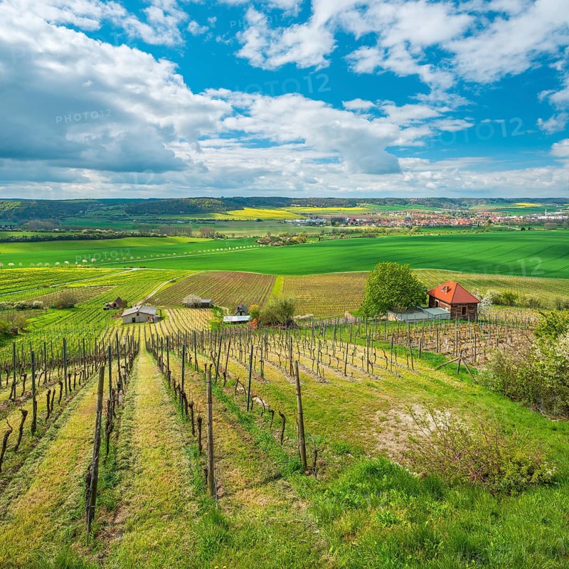 View over vineyard with vineyard cottage into the Unstrut valley, blue sky with dramatic clouds in spring, near Laucha (Unstrut), Burgenlandkreis, Saxony-Anhalt, Germany
