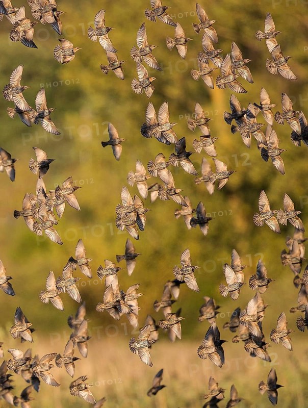Common Starling (Sturnus vulgaris) large swarm flying in at sleeping place, Brandenburg, Germany