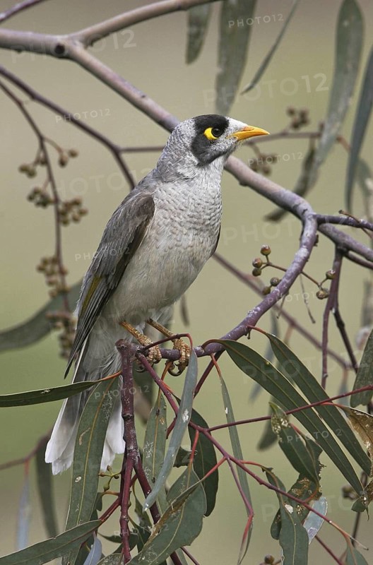 Noisy Miner (Manorina melanocephala), Victoria, Australia