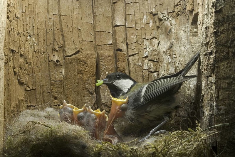 Great Tit (Parus major), Saxony, Germany