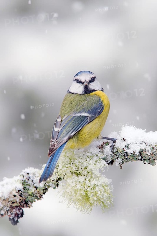 Cute songbird Blue Tit in winter scene, snow flake and nice lichen branch