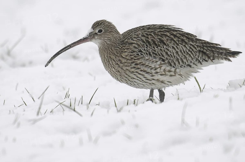 Eurasian Curlew (Numenius arquata), Germany