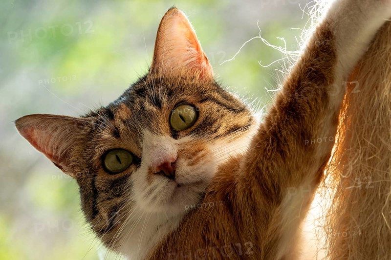 Cat, European Shorthair, domestic cat (Felis catus), tricoloured, portrait, Baden-Württemberg, Germany