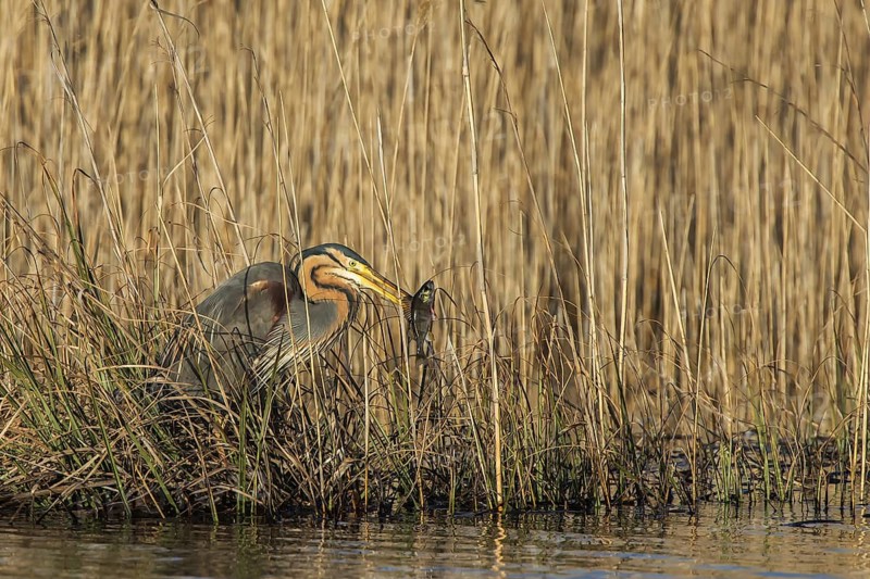 Purpurreiher (Ardea purpurea) Purple Heron