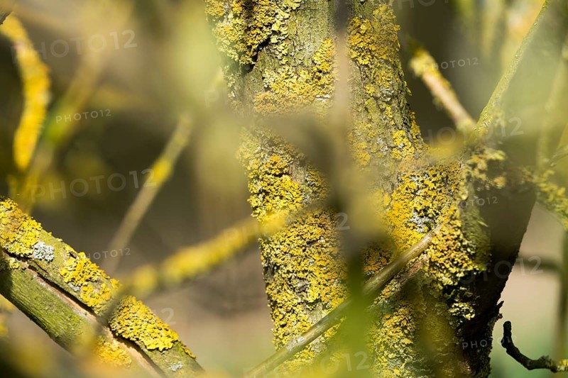 Lichens on a tree