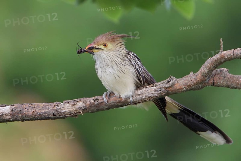 Guira Cuckoo (Guira guira) perched on a branch in Bolivia, South America
