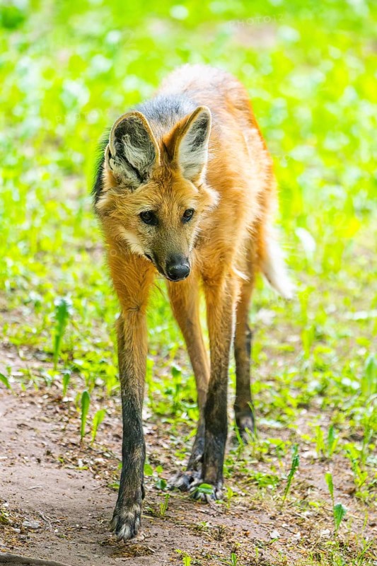 Maned wolf (Chrysocyon brachyurus) walking around, Germany