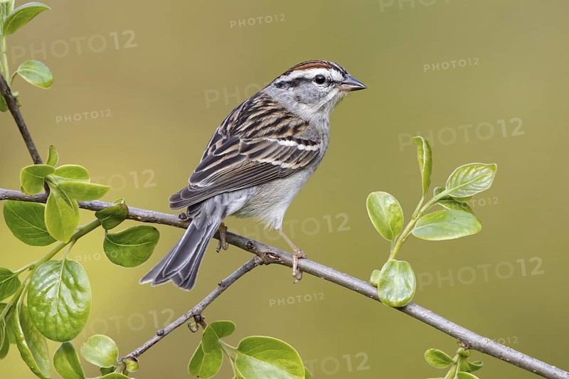 Chipping Sparrow (Spizella passerina), Maryland, USA