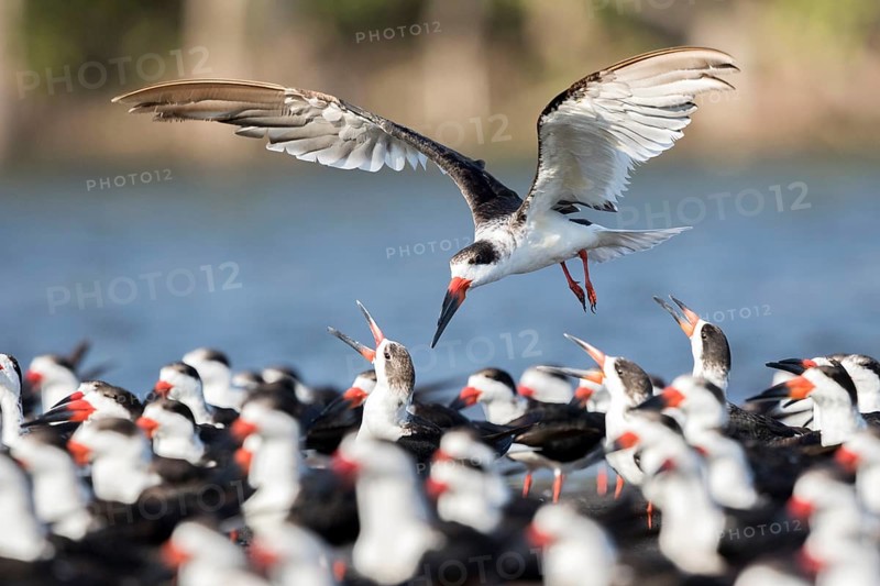 Black Skimmer (Rynchops niger) group, Santa Rosa, Guatemala