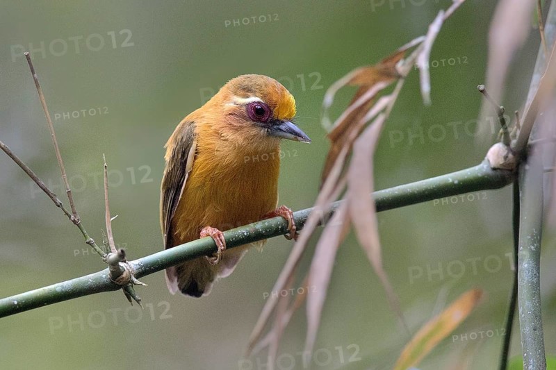 White-browed Piculet (Sasia ochracea) perched on a branch, Lam Dong, Vietnam