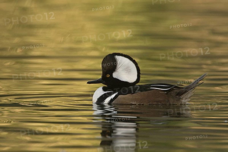 Hooded Merganser (Lophodytes cucullatus) male, Arizona, USA