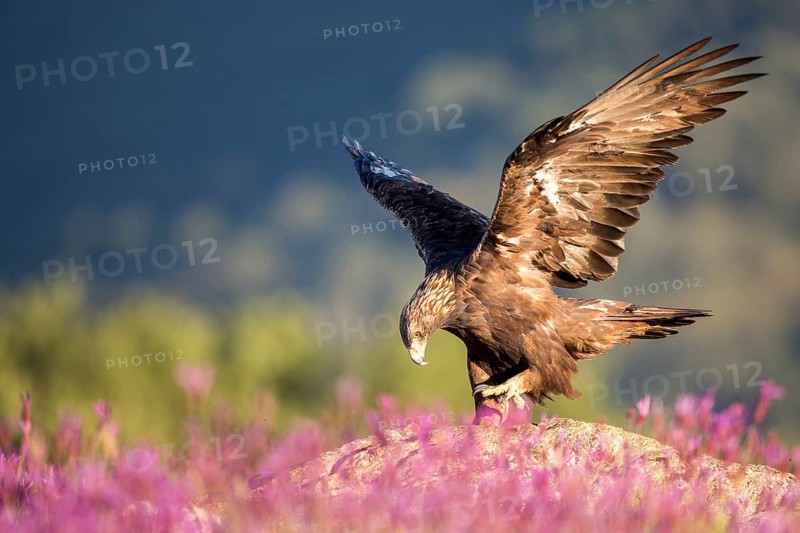 Golden Eagle (Aquila chrysaetos), Madrid, Spain