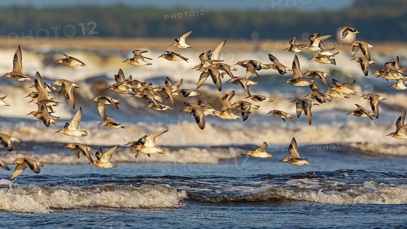 Red Knot (Calidris canutus) flock in flight, Mecklenburg-Western Pomerania, Germany