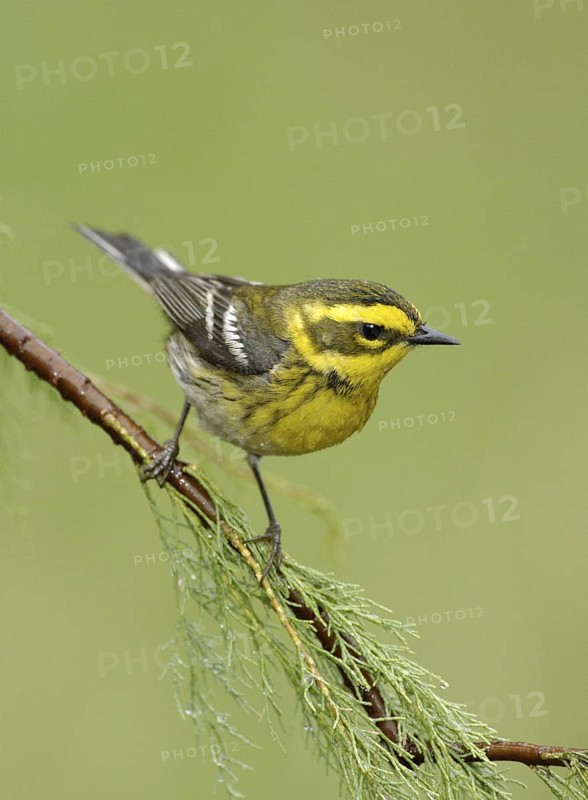 Townsend's Warbler (Setophaga townsendi), Texas, USA