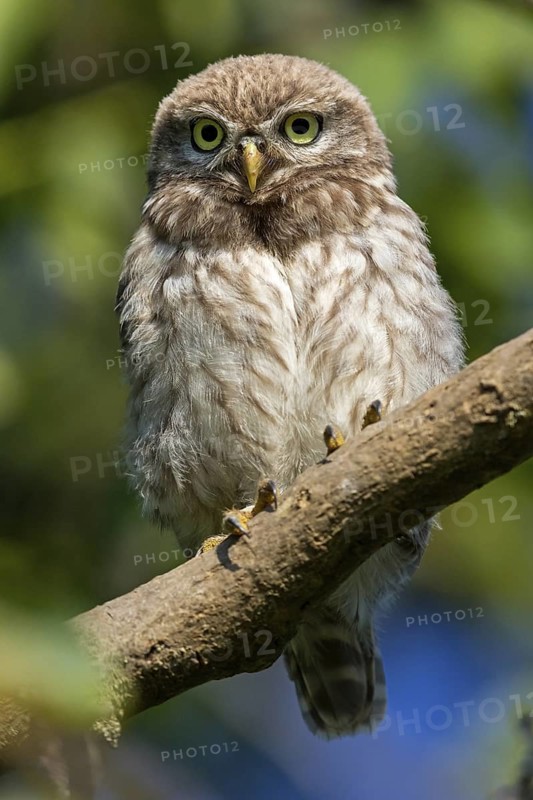 Little owl, (Athene noctua), animals, birds, owls, family of owls, Plateau Oberflörsheim, district Alzey, Rhineland-Palatinate, Federal Republic of Germany