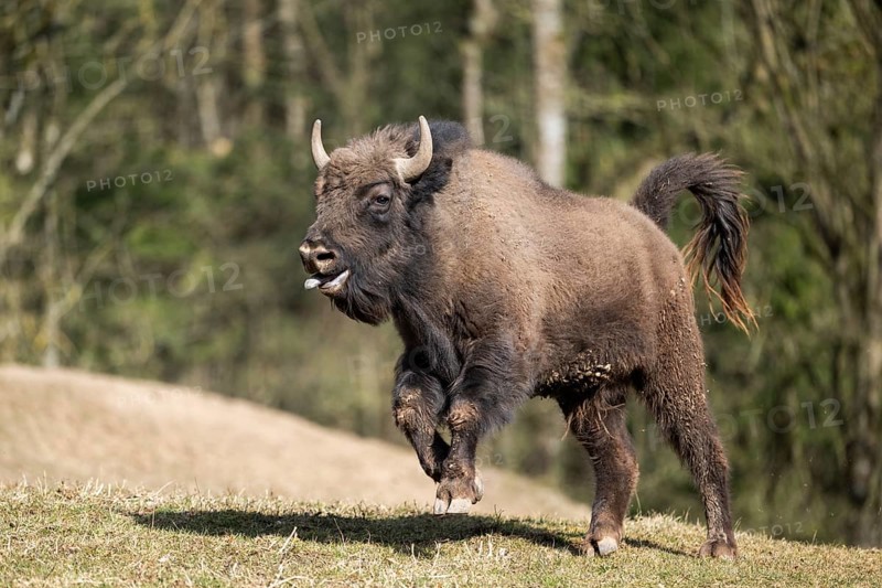 European bison (Bison bonasus) running fast on a meadow, Bavaria, Germany