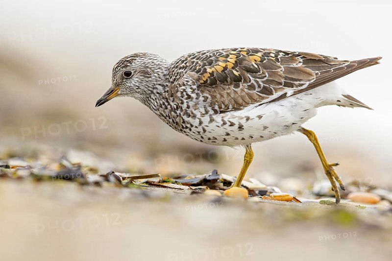 Surfbird (Aphriza virgata) feeding along a river in Nome, Alaska