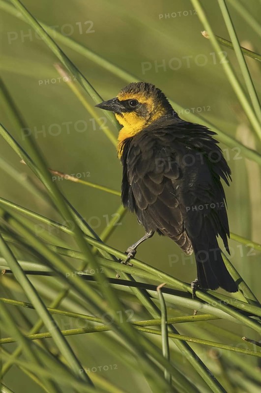 Yellow-headed Blackbird (Xanthocephalus xanthocephalus), Arizona, USA