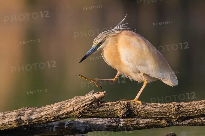 Squacco Heron (Ardeola ralloides), Subotica, Serbia