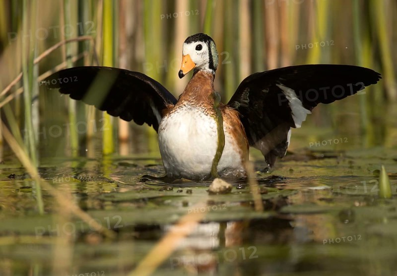 African Pygmy Goose (Nettapus auritus) flapping, Lake Hawassa, Ethiopia