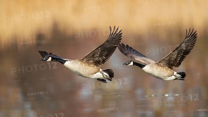 Canada Goose (Branta canadensis) flying, Baden-Wuerttemberg, Germany