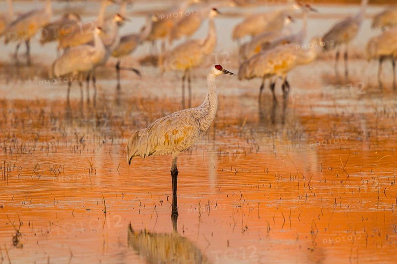 Sandhill Crane Grus canadensis tabida Bosque del Apache National Wildlife Refuge, New Mexico, United States 16 December Adult at dawn. Gruidae