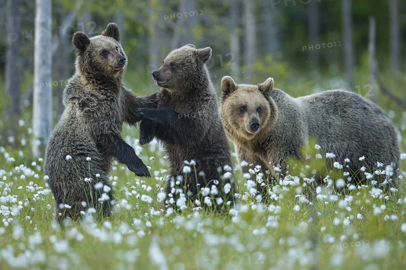 Eurasian Brown Bear (Ursus arctos) mother with play fighting cubs, Finland