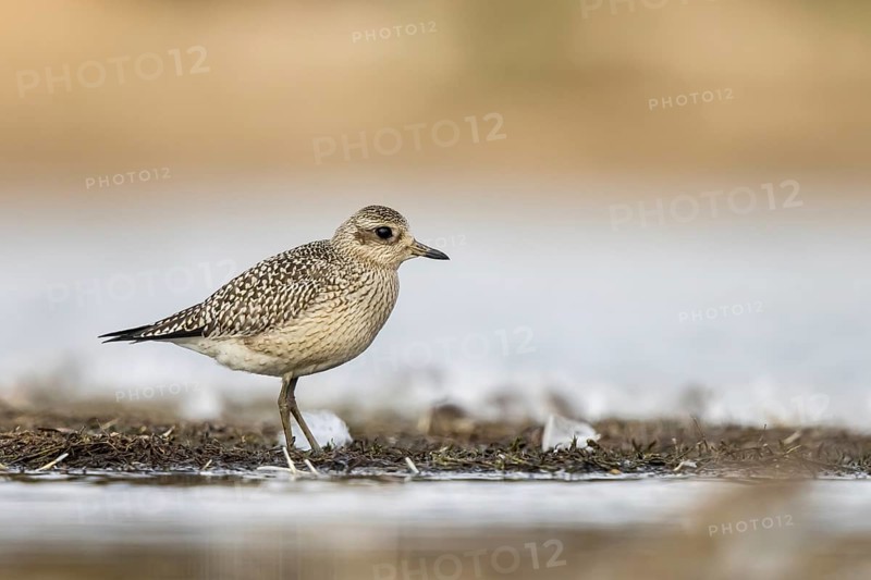 Grey Plover (Pluvialis squatarola), North-Rhine Westphalia, Germany