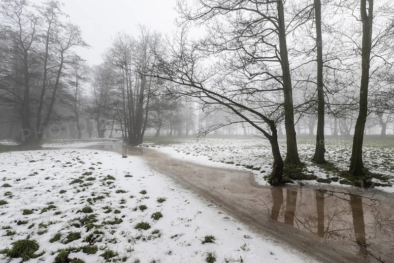 Black alder (Alnus glutinosa) in a misty floodplain landscape, Emsland, Lower Saxony, Germany