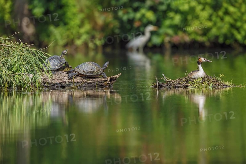Haubentaucher, Podiceps cristatu, Gelbwangen-Schmuckschildkröte (rechts), Trachemys scripta scripta, Rotwangen-Schmuckschildkröte (links), Trachemys scripta elegans Great Crested Grebe, Podiceps cristatu, Yellow-bellied Slider (right) Trachemys scripta scripta, Red-eared Slider (left), Trachemys scripta elegans