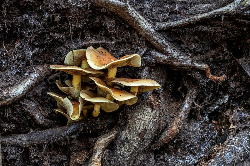 Mushrooms grow from the roots of a fallen tree, Darßwald, Darß, Fischland-Darß-Zingst, Western Pomerania Lagoon Area National Park, Mecklenburg-Western Pomerania, Germany