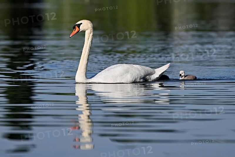 Mute swan (Cygnus olor), male with chicks swimming in Lake Zug, Canton Zug, Switzerland