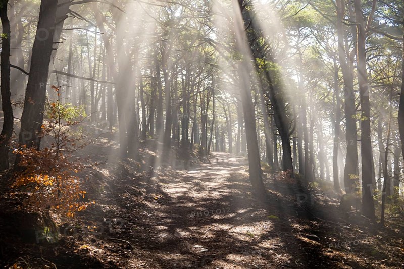 Gentle rays of sunshine break through the morning fog in the Palatinate Forest and immerse the quiet forest in an almost fairytale, quiet atmosphere