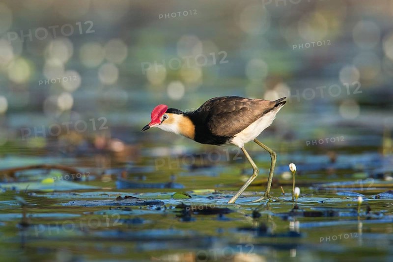 Comb-crested Jacana (Irediparra gallinacea), Queensland, Australia