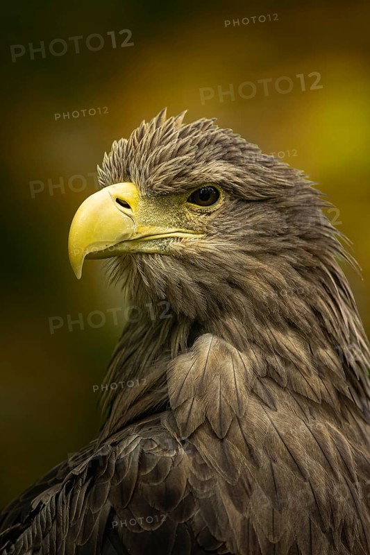 White-tailed Eagle (Haliaeetus albicilla), Smaland, Sweden