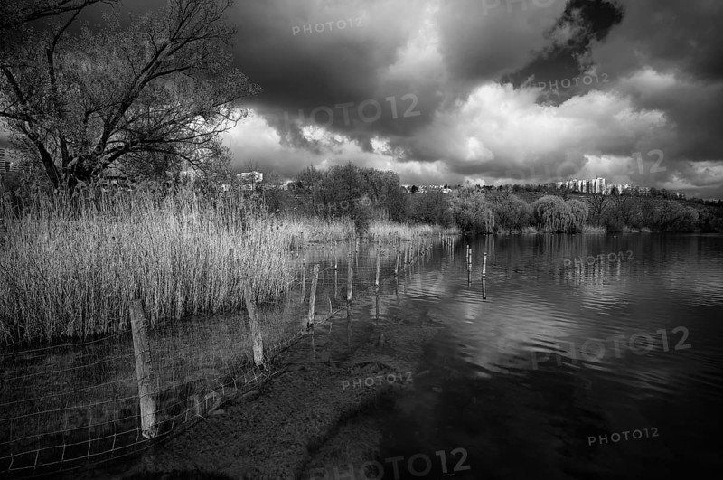 Reeds, bird sanctuary, Max-Eyth-See, clouds, Freiberg near Stuttgart behind, black and white, Baden-Württemberg, Germany