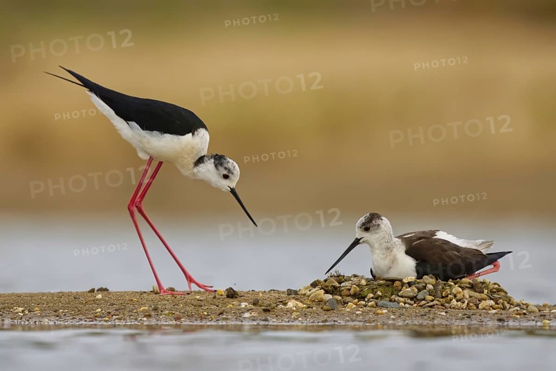 Black-winged Stilt (Himantopus himantopus) pair at nest, North Rhine-Westphalia, Germany