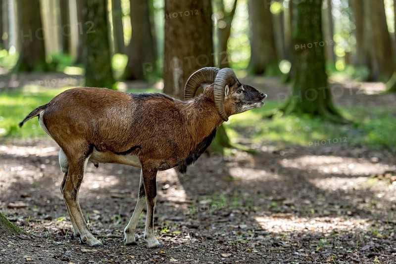 European mouflon (Ovis gmelini musimon), mouflon deer, male calling during the rutting season in a sunlit forest, sun rays penetrating through the trees, soft shadows, Poing Wildlife Park, Upper Bavaria, Bavaria, Germany